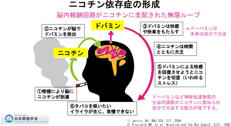 ニコチン依存症の形成